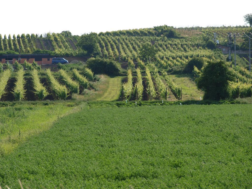 Penzion Kratochvil Dolni Dunajovice Ngoại thất bức ảnh